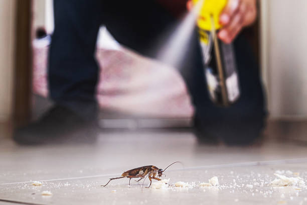 Best Flea Control Services  in Paris, TN